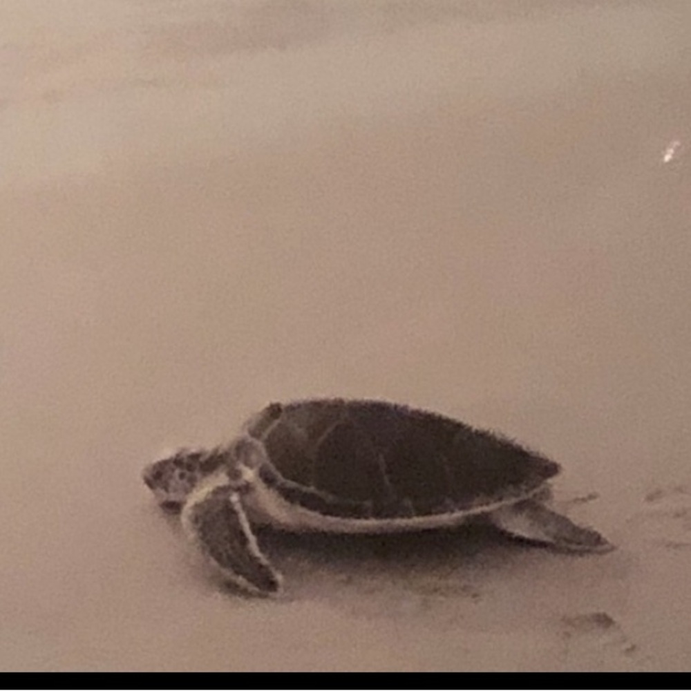 Beach Painting Turtles on beach Painting Print NWT🎁